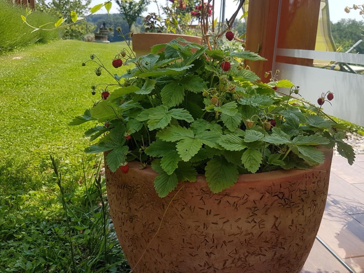 B&B Villa Angelina Рогашка-Слатіна Екстер'єр фото